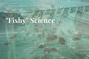 Fishy Research