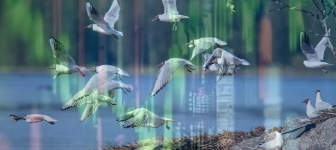 TSP May Recap - Thrift Savings Plan performance May 2024 image: birds and stock chart